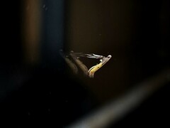 Caloptilia azaleella