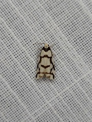 Scaptesyle dichotoma