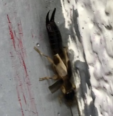 Euborellia cincticollis