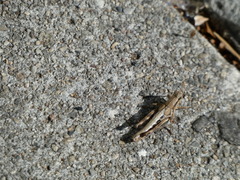 Melanoplini
