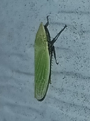 Draeculacephala bradleyi