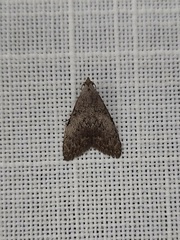 Nola pleurosema