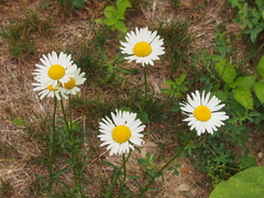 Leucanthemum vulgare