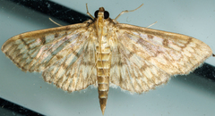 Herpetogramma pertextalis