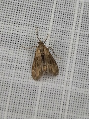 Hygraula nitens