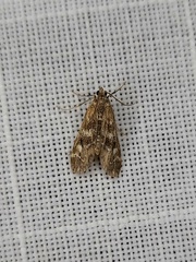 Hygraula nitens