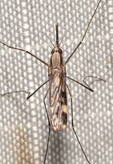 Anopheles punctipennis