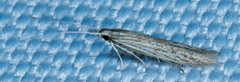 Coleophoridae