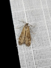Hygraula nitens