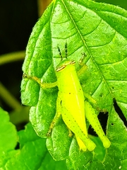 Abracris flavolineata