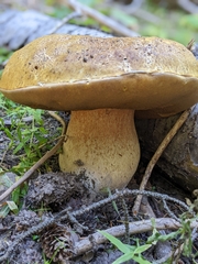 Boletus edulis grandedulis