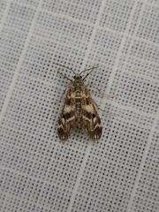 Hygraula nitens