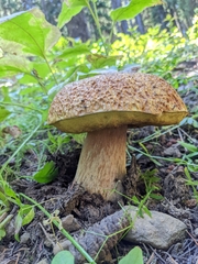Boletus edulis grandedulis