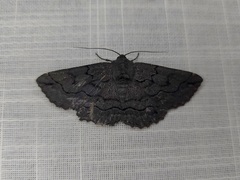 Melanodes anthracitaria