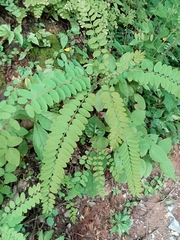 Phyllanthus