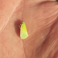 Ormenaria rufifascia