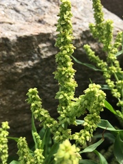 Rumex pallidus