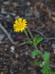 Heterotheca subaxillaris