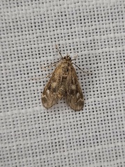 Hygraula nitens