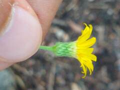 Heterotheca subaxillaris