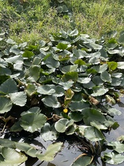 Nuphar polysepala