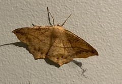 Prochoerodes lineola