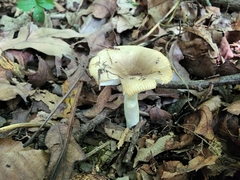 Russula pectinatoides