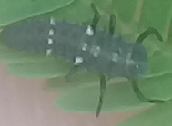 Cheilomenes sexmaculata