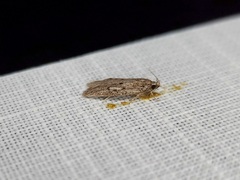 Acantholena siccella