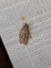 Acantholena siccella