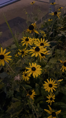 Helianthus tuberosus