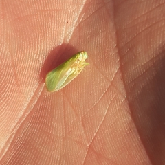 Ormenaria rufifascia