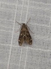 Hygraula nitens