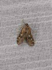 Hygraula nitens