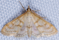 Paracorsia repandalis