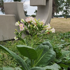 Nicotiana tabacum