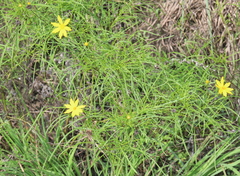 Coreopsis grandiflora