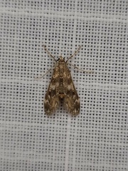 Hygraula nitens