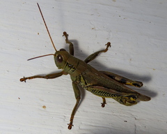 Melanoplus