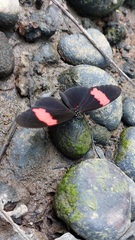 Heliconius erato hydara