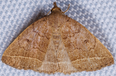 Zanclognatha marcidilinea