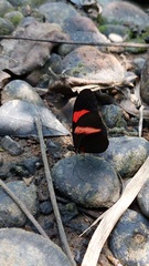 Heliconius erato hydara