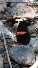 Heliconius erato hydara