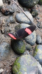Heliconius erato hydara