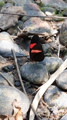 Heliconius erato hydara