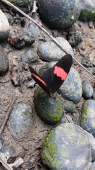 Heliconius erato hydara