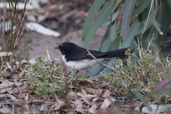 Rhipidura leucophrys leucophrys