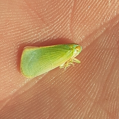 Ormenaria rufifascia