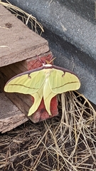 Actias luna