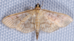 Herpetogramma theseusalis